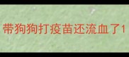 带狗狗打疫苗还流血了