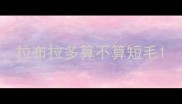 拉布拉多算不算短毛