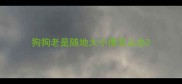 狗狗老是随地大小便怎么办
