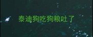 泰迪狗吃狗粮吐了