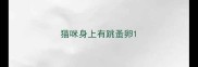 猫咪身上有跳蚤卵