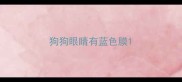 狗狗眼睛有蓝色膜