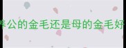 养公的金毛还是母的金毛好