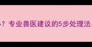 边牧脚受伤怎么办专业兽医建议的5步处理法与家庭护理全指南