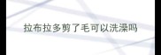 拉布拉多剪了毛可以洗澡吗