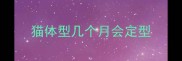 猫体型几个月会定型