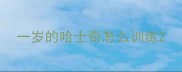 一岁的哈士奇怎么训练