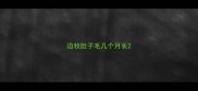 边牧肚子毛几个月长