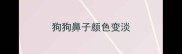 狗狗鼻子颜色变淡