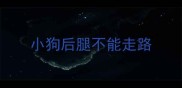 小狗后腿不能走路