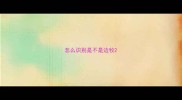 怎么识别是不是边牧