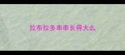 拉布拉多串串长得大么