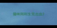 猫咪刚刚生完出血