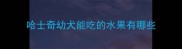 哈士奇幼犬能吃的水果有哪些