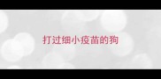 打过细小疫苗的狗