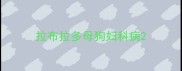 拉布拉多母狗妇科病