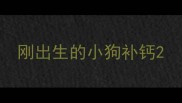 刚出生的小狗补钙