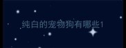 纯白的宠物狗有哪些
