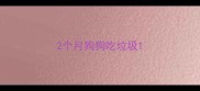2个月狗狗吃垃圾