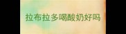 拉布拉多喝酸奶好吗