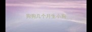 狗狗几个月生小狗