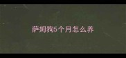萨姆狗5个月怎么养