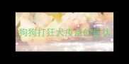 狗狗打狂犬疫苗的症状