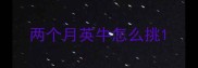 两个月英牛怎么挑