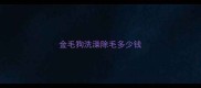 金毛狗洗澡除毛多少钱