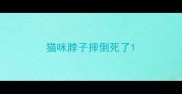 猫咪脖子摔倒死了