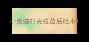 小泰迪打完疫苗后吐水