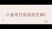 小金毛打疫苗后生病