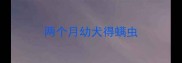 两个月幼犬得螨虫