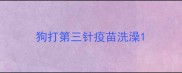 狗打第三针疫苗洗澡