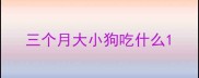三个月大小狗吃什么