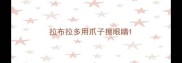 拉布拉多用爪子擦眼睛