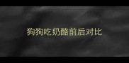 狗狗吃奶酪前后对比