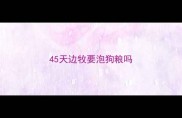 45天边牧要泡狗粮吗