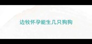 边牧怀孕能生几只狗狗