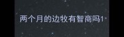 两个月的边牧有智商吗