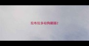 拉布拉多幼狗翻肠