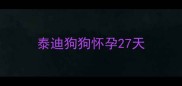 泰迪狗狗怀孕27天