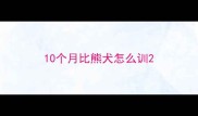10个月比熊犬怎么训