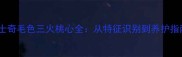 哈士奇毛色三火桃心全从特征识别到养护指南