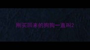 刚买回来的狗狗一直叫
