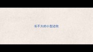 长不大的小型边牧