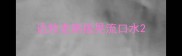 边牧走路摇晃流口水