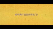成年狗打疫苗后带出门
