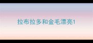拉布拉多和金毛漂亮