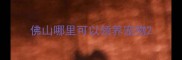 佛山哪里可以领养宠物